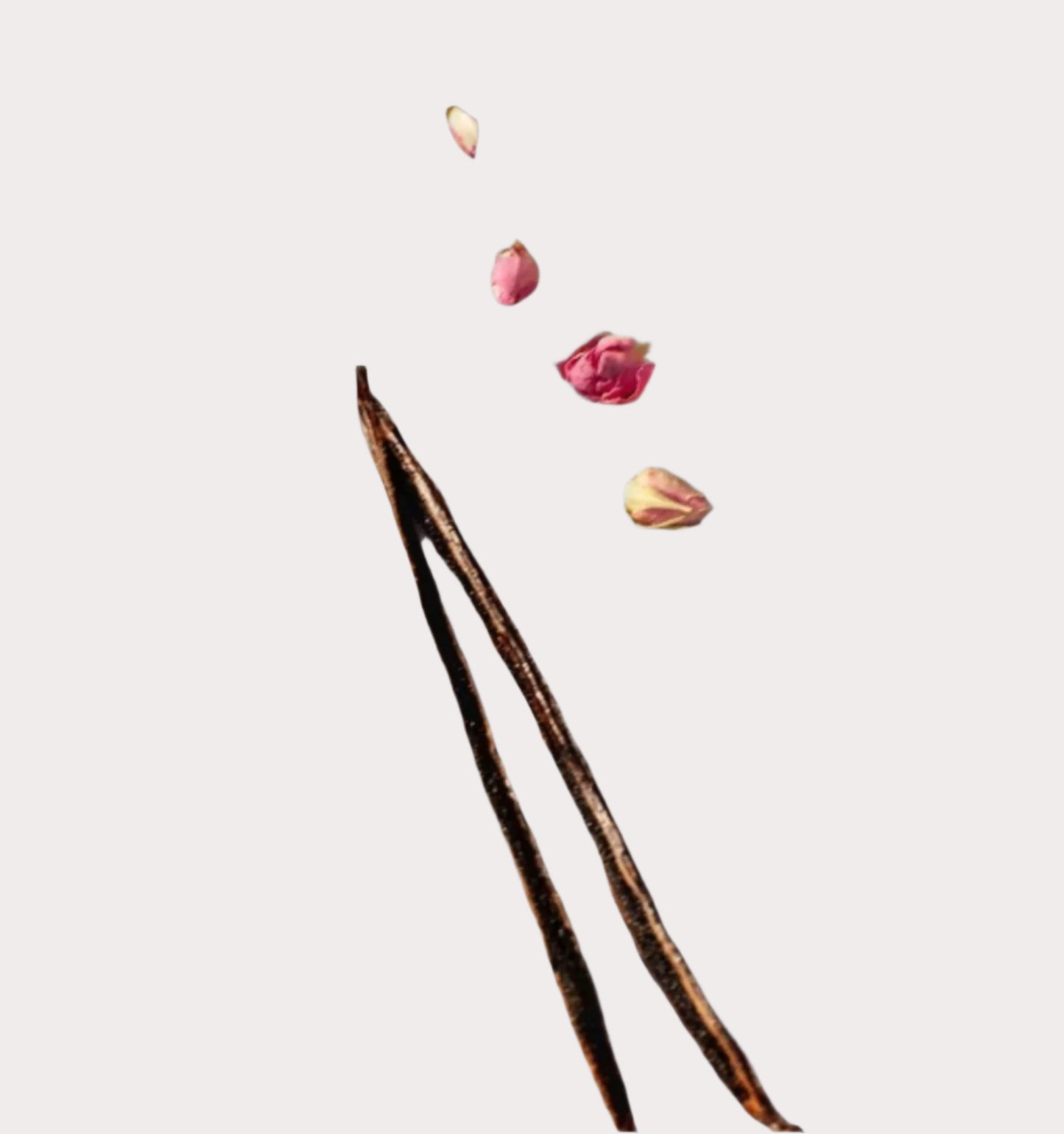 Jean d'Aigle - Cologne - Carnation